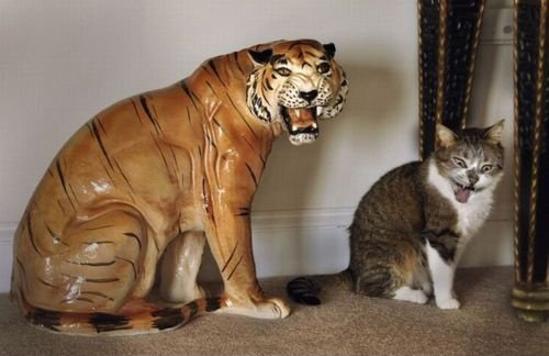 27-Reasons-You-Cant-Trust-Cats14