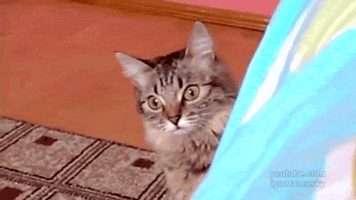 27-Reasons-You-Cant-Trust-Cats19